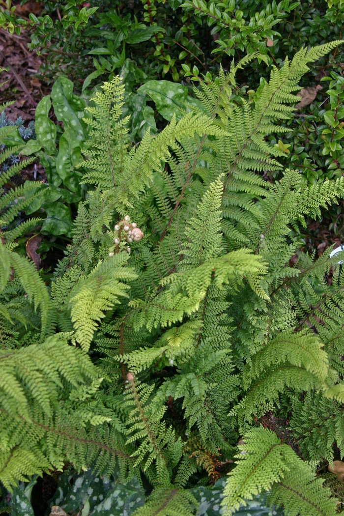 Soft Shield Fern - Polystichum setiferum from Sloat Gardens
