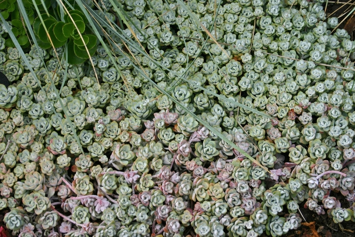 Stonecrop - Sedum 'Capo Blanco' from Sloat Gardens