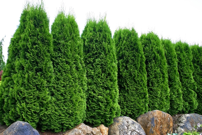 Emerald Arborvitae - Thuja occidentalis 'Emerald' from Sloat Gardens