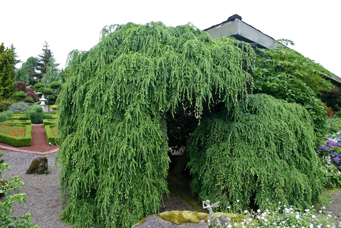 Weeping Canadian Hemlock - Tsuga canadensis 'Pendula' from Sloat Gardens