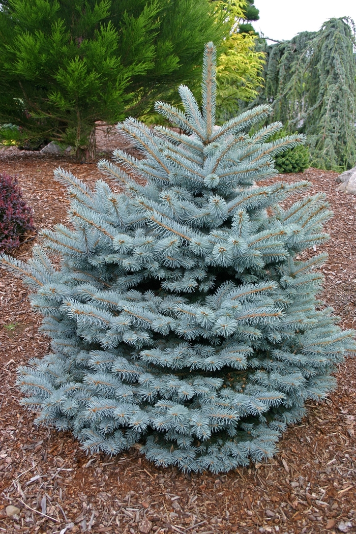 Blue Spruce - Picea pungens 'Montgomery' from Sloat Gardens
