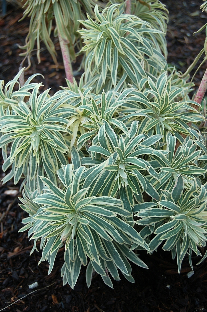 Tasmanian Tiger - Euphorbia characias 'Tasmanian Tiger' from Sloat Gardens