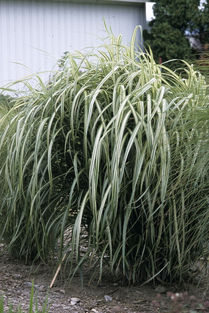 Maiden Grass - Miscanthus 'Cabaret' from Sloat Gardens