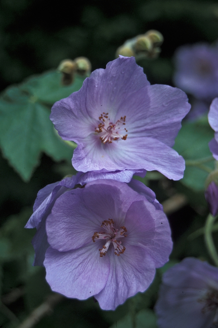 Flowering Maple - Abutilon vitifolium from Sloat Gardens