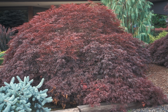 Japanese Maple - Acer palmatum 'Tamukeyama' from Sloat Gardens