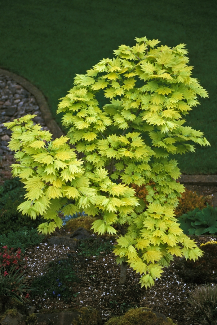  Full Moon Maple - Acer shirasawanum 'Autumn Moon' from Sloat Gardens