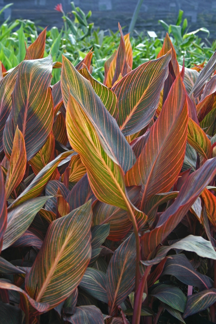 Canna - Canna 'Tropicana' from Sloat Gardens