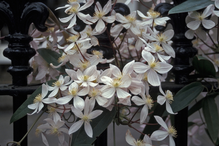 Armandii Clematis - Clematis armandii from Sloat Gardens