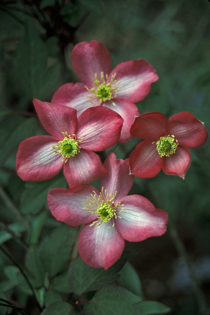 Clematis - Clematis montana 'Freda' from Sloat Gardens