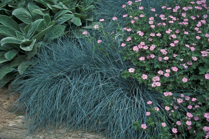 Idaho Blue Fescue - Festuca idahoensis from Sloat Gardens