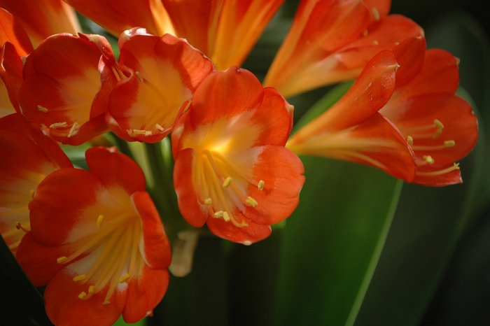 Clivia Lily - Clivia miniata from Sloat Gardens