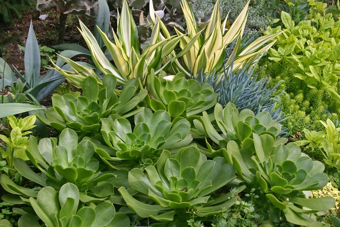 Aeonium - Aeonium subplanum from Sloat Gardens