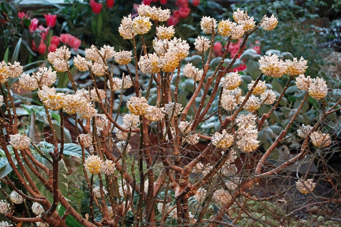 Giant Leaf Paper Plant - Edgeworthia chrysantha from Sloat Gardens