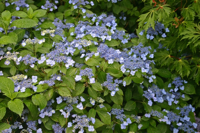 Hydrangea - Hydrangea serrata 'Blue Billow' from Sloat Gardens