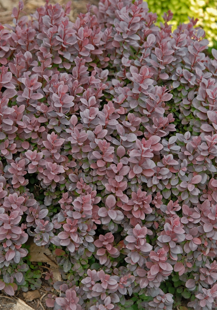 Japanese Barberry - Berberris thunbergii 'Concorde' from Sloat Gardens
