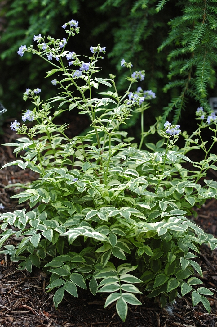 Jacob's Ladder - Polemonium reptans 'Stairway to Heaven' from Sloat Gardens