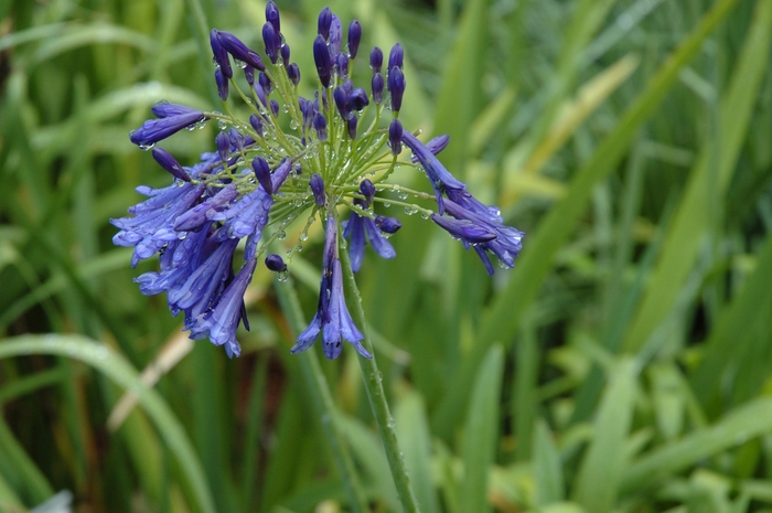Lily-of-the-Nile - Agapanthus hybrid 'Storm Cloud' from Sloat Gardens