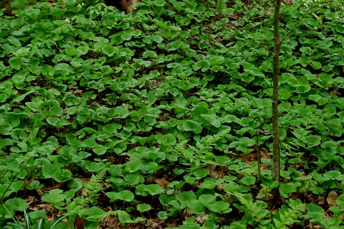 Wild Ginger - Asarum caudatum from Sloat Gardens