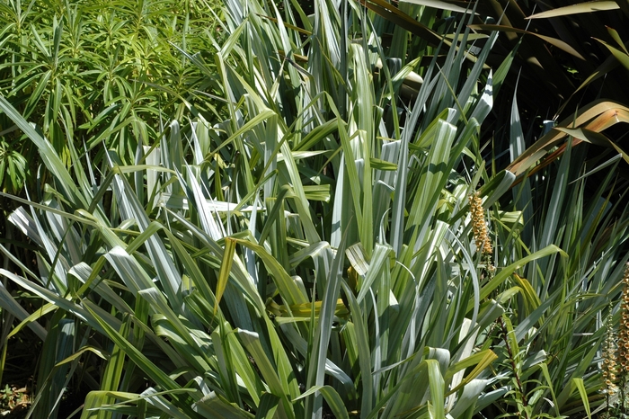 Silver Spear - Astelia nervosa from Sloat Gardens