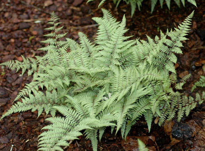 Hybrid Fern - Athyrium 'Ghost' from Sloat Gardens