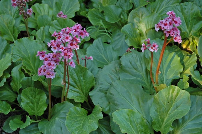 Bergenia - Bergenia cordifolia from Sloat Gardens