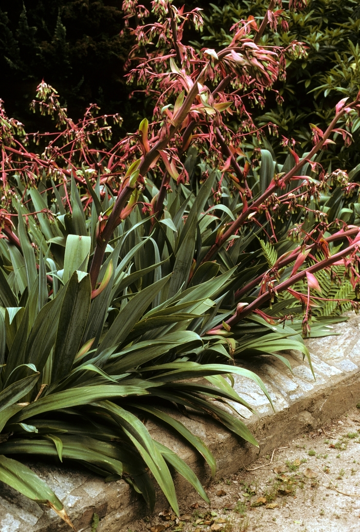 Mexican Lily - Beschorneria yuccoides from Sloat Gardens