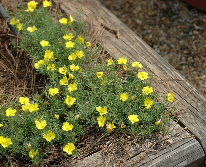 Texas Primrose - Calylophus drummondii from Sloat Gardens