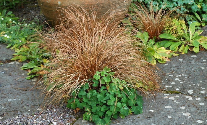 Leather Leaf Sedge - Carex buchananii from Sloat Gardens