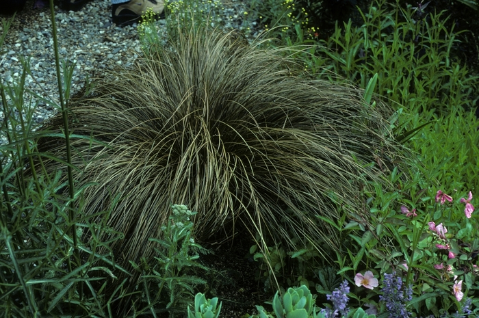 New Zealand Hair Sedge - Carex comans 'Bronze' from Sloat Gardens