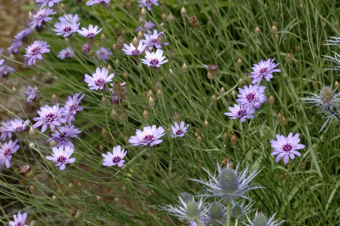 Blue Cupid's Dart - Catananche caerulea from Sloat Gardens