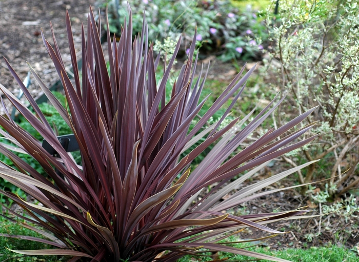 Red Dragon Tree - Cordyline australis 'Red Sensation' from Sloat Gardens