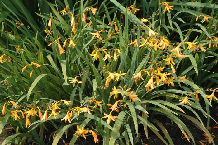 Montbretia - Crocosmia hybrid 'George Davidson' from Sloat Gardens