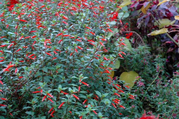 Cigar Plant - Cuphea hybrid 'David Verity' from Sloat Gardens