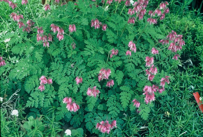 Fringed Bleeding Heart - Dicentra hybrid 'Luxuriant' from Sloat Gardens