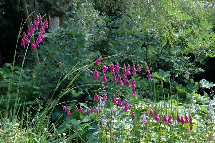 Fairy Wand - Dierama pendulum from Sloat Gardens