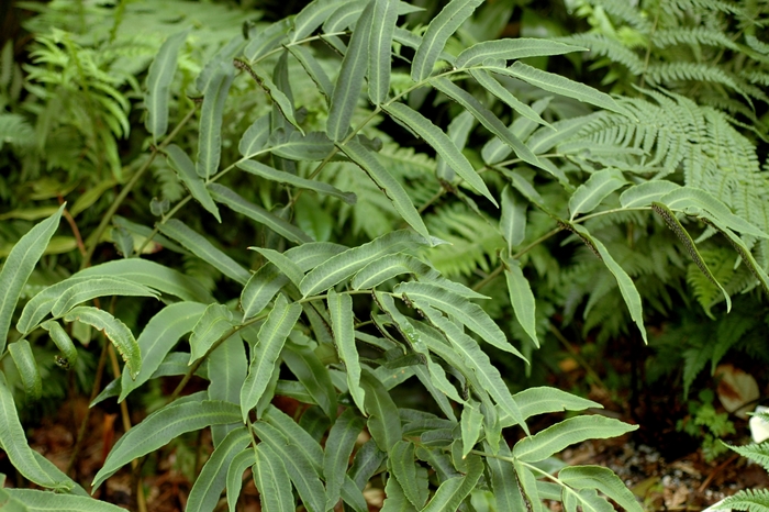 Siebold's Wood Fern - Dryopteris sieboldii from Sloat Gardens