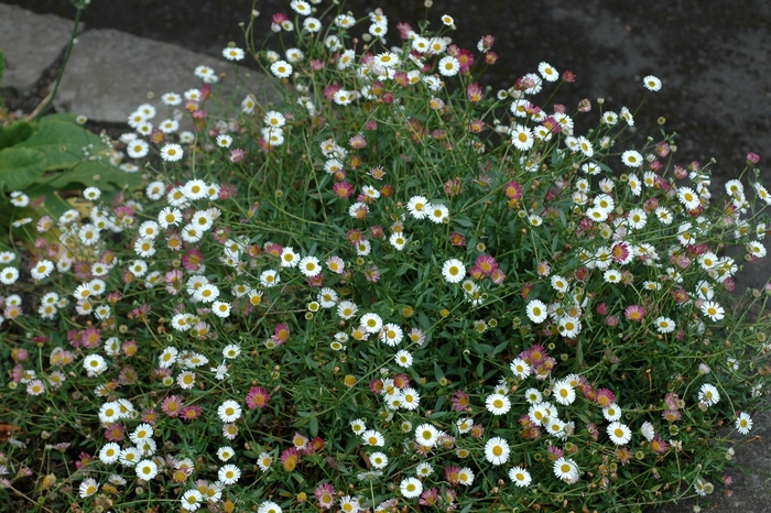 Mexican Fleabane - Erigeron karvinskianus from Sloat Gardens