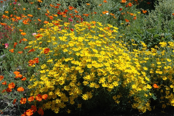 Wooly Sunflower - Eriophyllum lanatum from Sloat Gardens