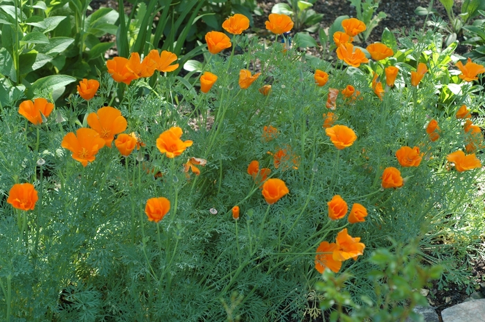 California Poppy - Eschscholzia californica from Sloat Gardens