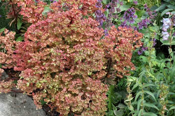 Martin Euphorbia - Euphorbia x martinii from Sloat Gardens