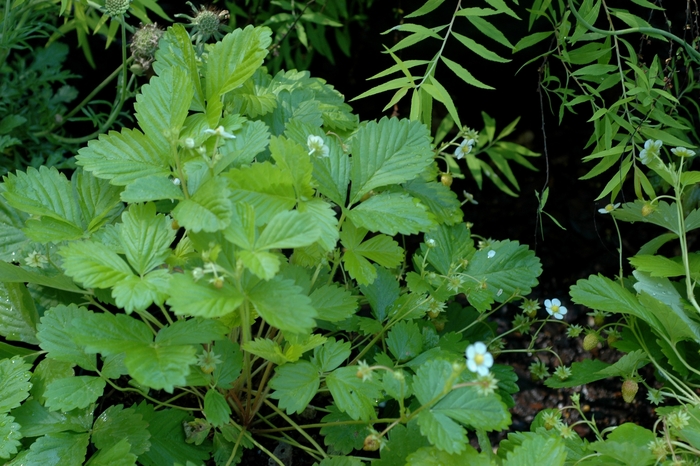 Alpine Strawberry - Fragaria vesca 'Golden Alexandria' from Sloat Gardens