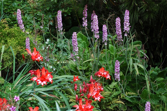 Francoa - Francoa sonchifolia from Sloat Gardens