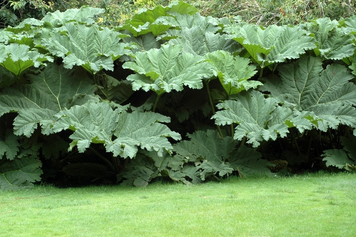 Dinosaur Food - Gunnera manicata from Sloat Gardens