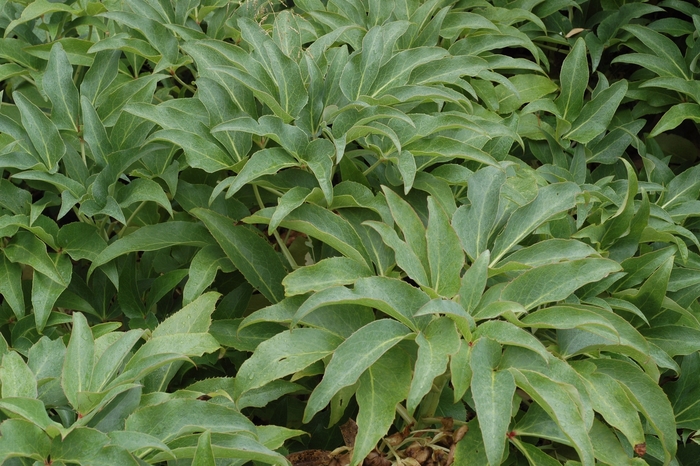 Corsican Hellebore - Helleborus argutifolius from Sloat Gardens