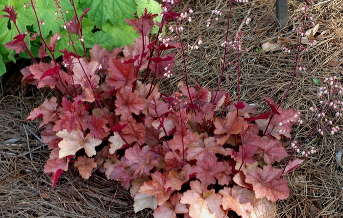 Heuchera - Heuchera 'Dolce® Peach Melba' from Sloat Gardens