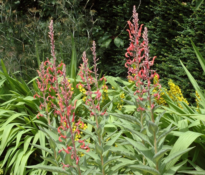 Blood Lobelia - Lobelia tupa from Sloat Gardens