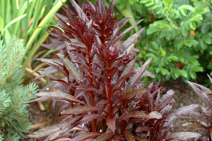 Red Lobelia - Lobelia fulgens 'Queen Victoria' from Sloat Gardens
