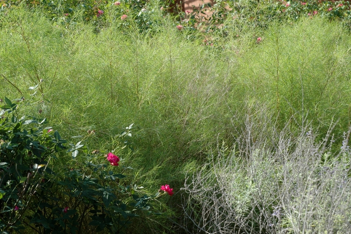 Bamboo Muhly - Muhlenbergia dumosa from Sloat Gardens