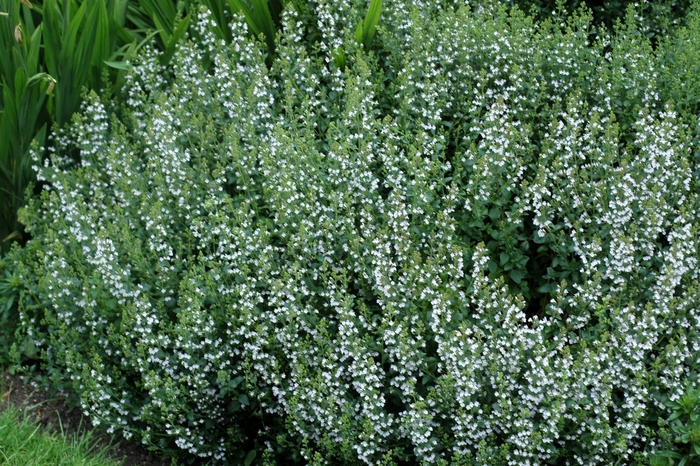 Nepeta - Nepeta faassenii'Snowflake' from Sloat Gardens