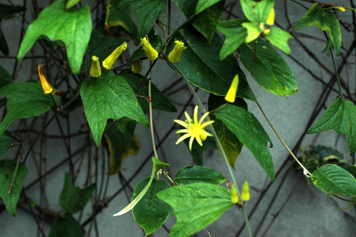 Passion Vine - Passiflora citrina from Sloat Gardens